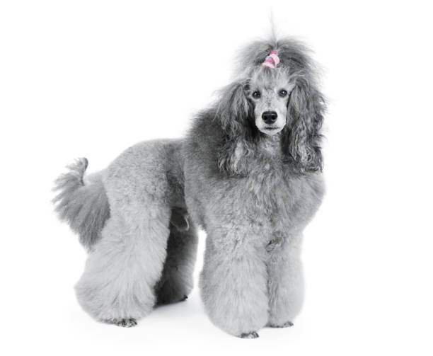 흰색 배경에 고립 된 서 회색 푸들 - grooming dog pets poodle 뉴스 사진 이미지