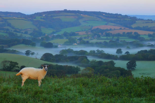 istock Sheep on the farmland 1281199593