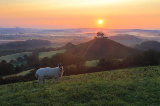 istock Sheep on the farmland 1281200459
