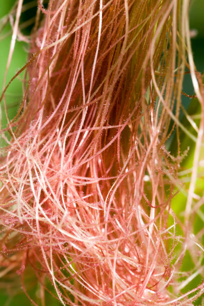 istock green corn sprouts in the spring or summer 1281200640