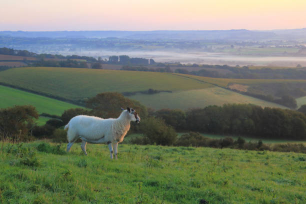istock Sheep on the farmland 1281200656
