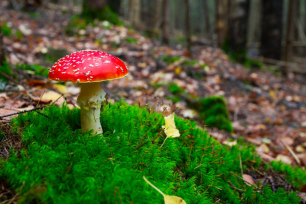 closeup red flyagaric mushroom in a forest