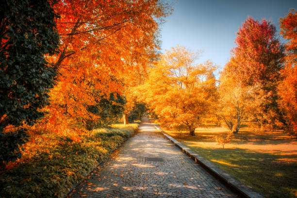 istock footpath in the park trhough the multicolors wood 1281203366