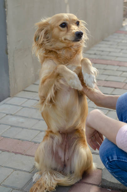 istock Portrait of cute red mixed breed dog. 1281203620