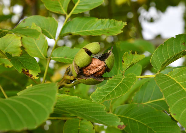 verbinde walnussbaum - walnut tree foto e immagini stock