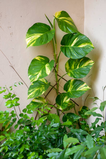 istock Ornamental plants gliding on a concrete wall 1281204610