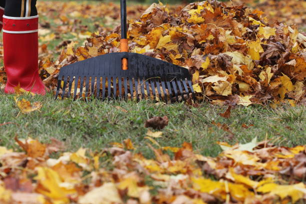 istock Woman cleaning up fallen leaves with rake, outdoors. Autumn work 1281205634