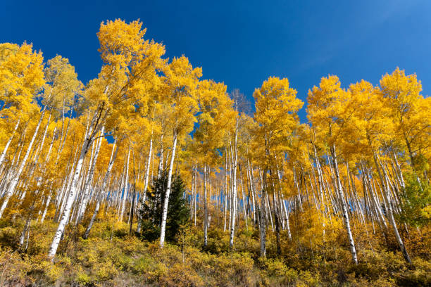 istock Aspen trees with yellow autumn leaves 1281206644