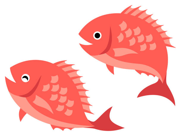 Illustration of jumping red sea breams Illustration of two jumping red sea breams fish stock illustrations