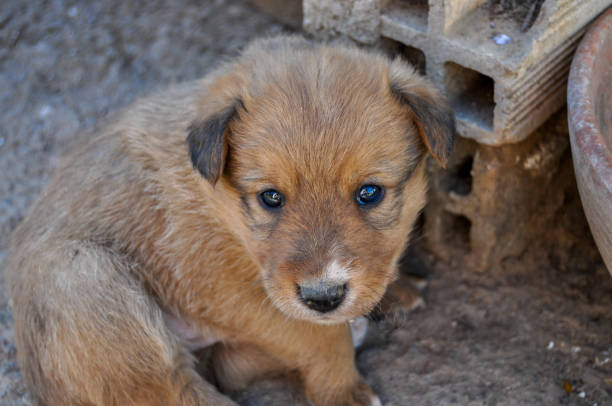istock Puppy at the country house 1281207048