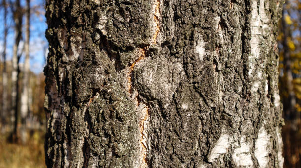 istock Closeup of birch tree trunk in forest 1281207795