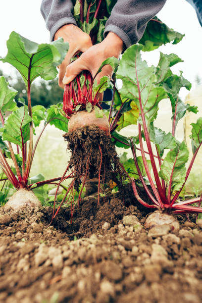 istock Harvesting beetroot in vegetable garden 1281207803