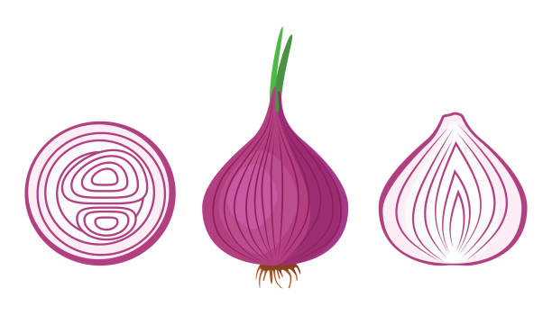 ilustraciones, imágenes clip art, dibujos animados e iconos de stock de cebolla roja. deliciosa y saludable verdura utilizada en los alimentos. un vegetal de raíz que se prepara como condimento. - onion