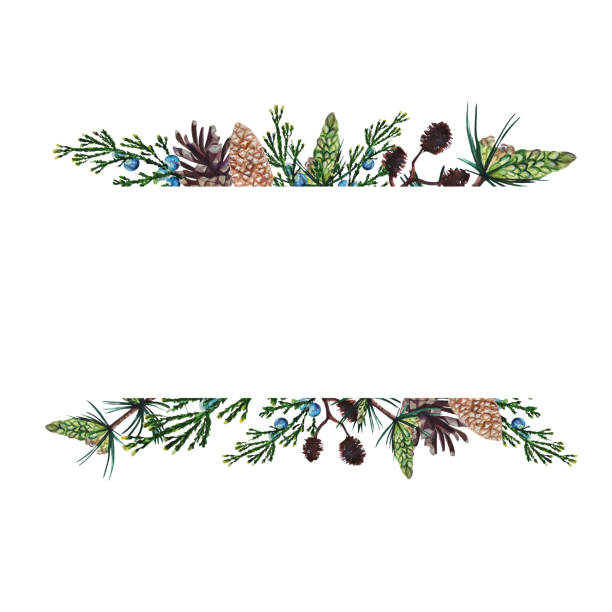 Watercolor hand painted forest frame of pine, juniper, alder branches and cones Watercolor hand painted forest frame of pine, juniper, alder branches and cones. Delicate arrangement is perfect for Christmas greeting cards, wedding or party invitations. alder tree drawing stock illustrations