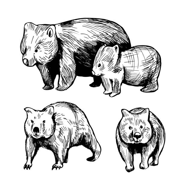 Wombat. Vector  illustration. Hand drawn wombat (Vombatus ursinus). Vector sketch  illustration. wombat stock illustrations