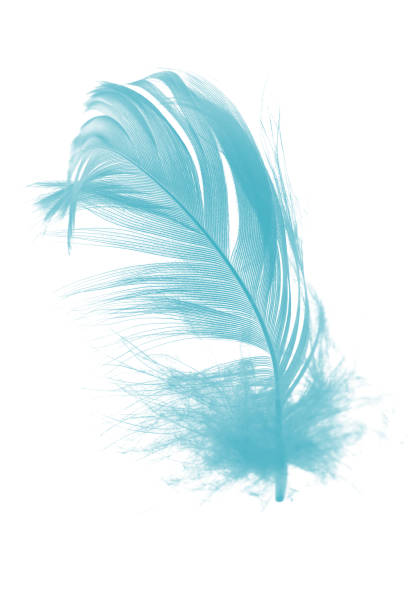 istock feather color turquoise emerald green on white background 1281209935