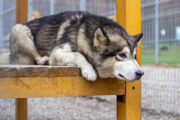 istock A beautiful and kind Alaskan Malamute shepherd sits in an enclosure 1281210417