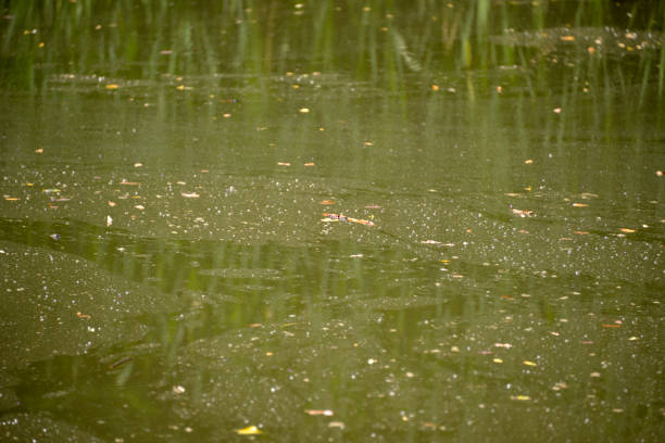 istock Polluted water in a small pond in the woods 1281210513