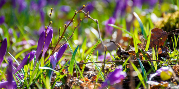 istock crocus flowers close up on the forest glade 1281210562