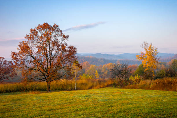 Path in the autumn forest. Autumn forest landscape