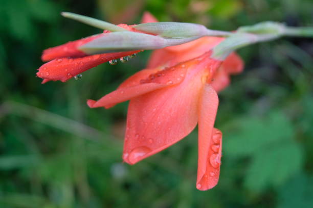 gladiolus flowers with rain drops on it - gladiolus single flower flower tropical climate imagens e fotografias de stock