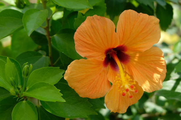 istock Orange hibiscus flower with buds 1281211819