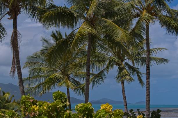 istock Palm trees on the beach on Hamilton Island, Australia 1281212794