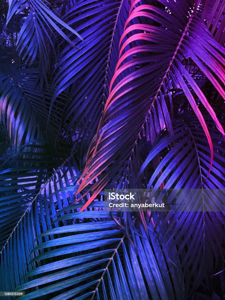 tropical summer vertical background, exotic leaf with neon party glow tropical summer vertical background, exotic leaf with neon party glow, colorful blue backdrop Neon Lighting Stock Photo