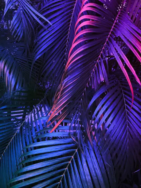 Photo of tropical summer vertical background, exotic leaf with neon party glow