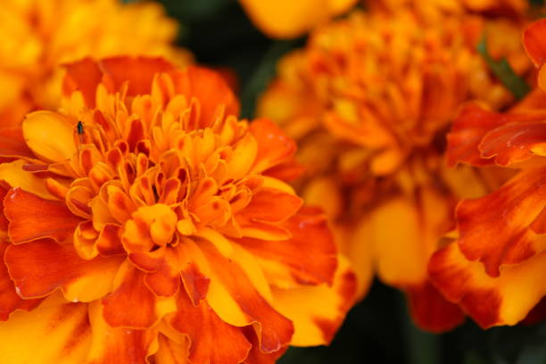 istock Closeup of orange flowers 1281214292