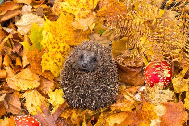 istock Hedgehog in Autumn, curled into a ball and facing forward 1281214808