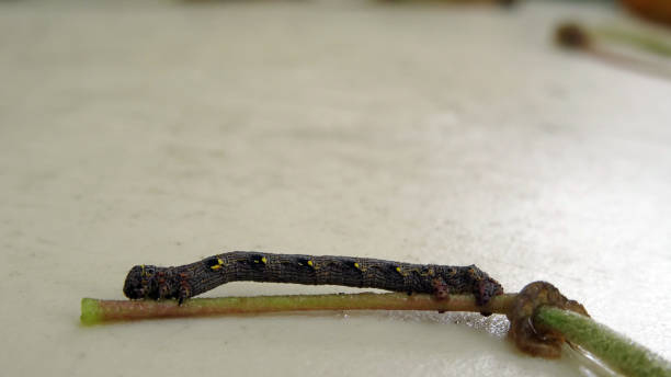 istock A camouflaged caterpillar with yellow black pattern shooted close-up 1281215347