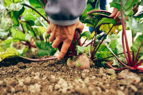 istock Harvesting beetroot in vegetable garden 1281219636