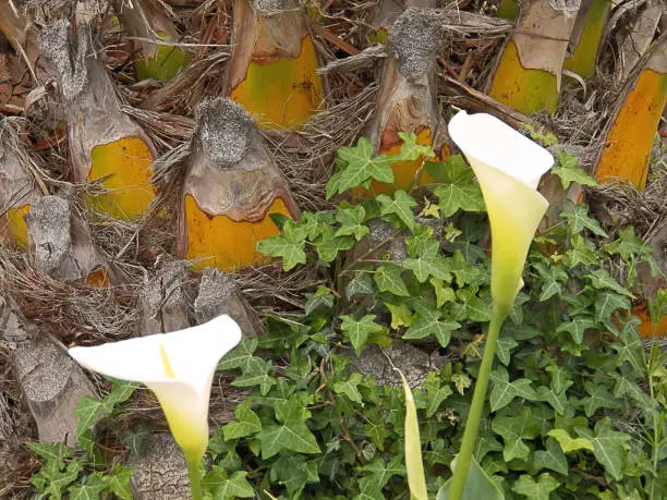 A zanthedeschia plant with her white spades ; flowers of the calla lilly group high section. Green to white gradient high-section