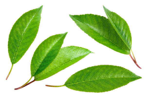 istock Cherry leaves isolated. Cherries leaf on white background. Sour cherry leaf on white. Full depth of field. 1281220900