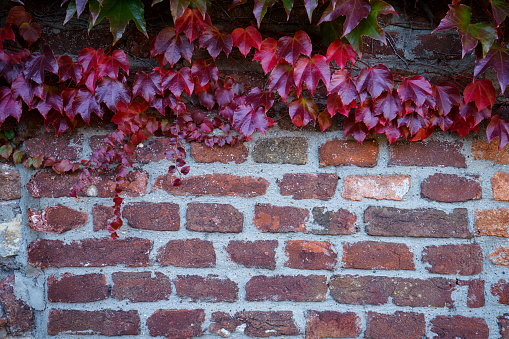 Colorful autumn leaves on stone wall background.