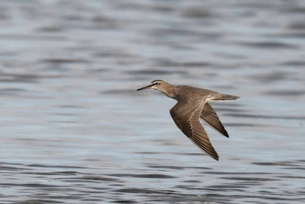 istock Grey-tailed Tattler, Tringa brevipes 1281223328