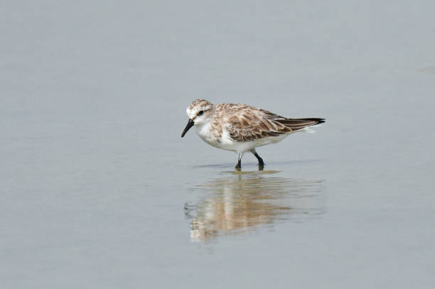 istock Red-necked Stint, Calidris ruficollis 1281223587