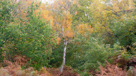 Autumn colours begin to show in an English woodland.