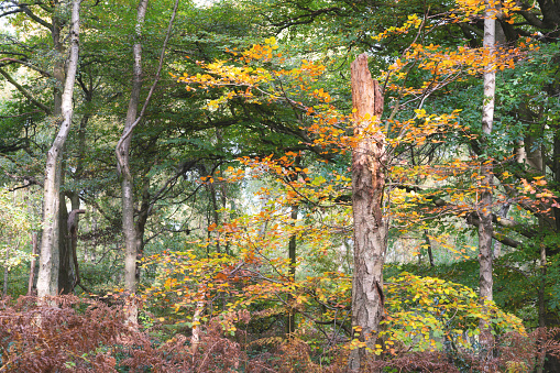 Autumn colours begin to show in an English woodland.