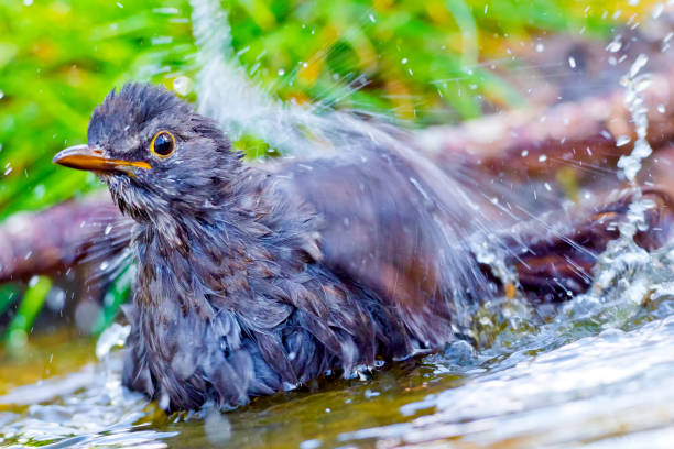 istock Blackbird, Forest Pond, Mediterranean Forest, Spain 1281224104