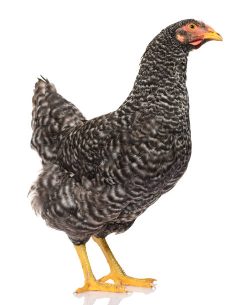 istock one black chicken isolated on white background, studio shoot 1281224815