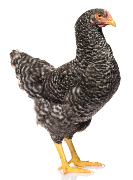 istock one black chicken isolated on white background, studio shoot 1281224858