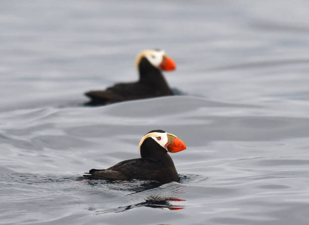 istock Tufted Puffin, Fratercula cirrhata 1281225162