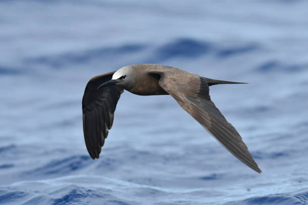 istock Brown Noddy, Anous stolidus stolidus 1281225393