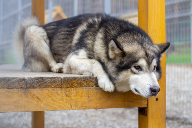 istock A beautiful and kind Alaskan Malamute shepherd sits in an enclosure 1281225966