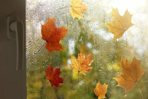 maple leaves on wet glass after rain