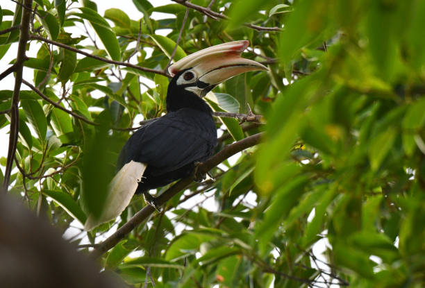 istock Palawan Hornbill, Anthracoceros marchei 1281228648