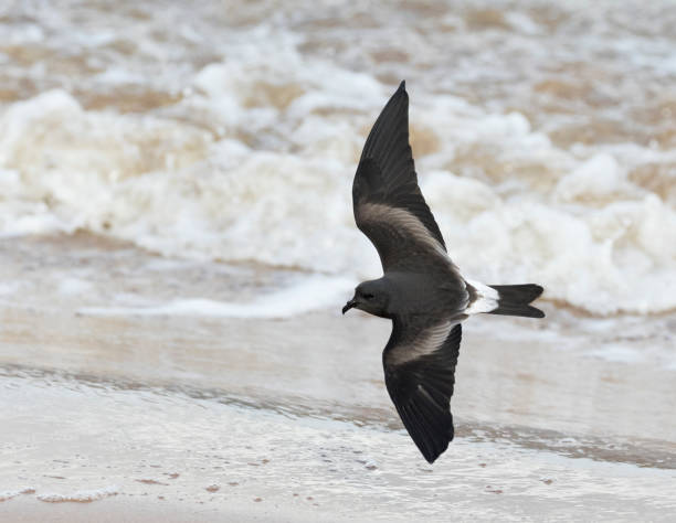 leach’s storm petrel, hydrobates leucorhous - fulmar photos et images de collection