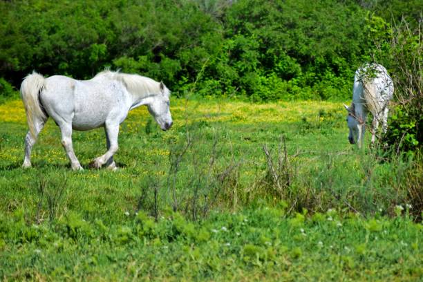 istock group of horses in the grass 1281229249